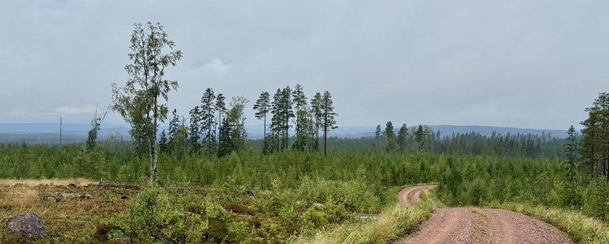 Offroad Schweden Zwischen Venjanssjön und Österdalälven
