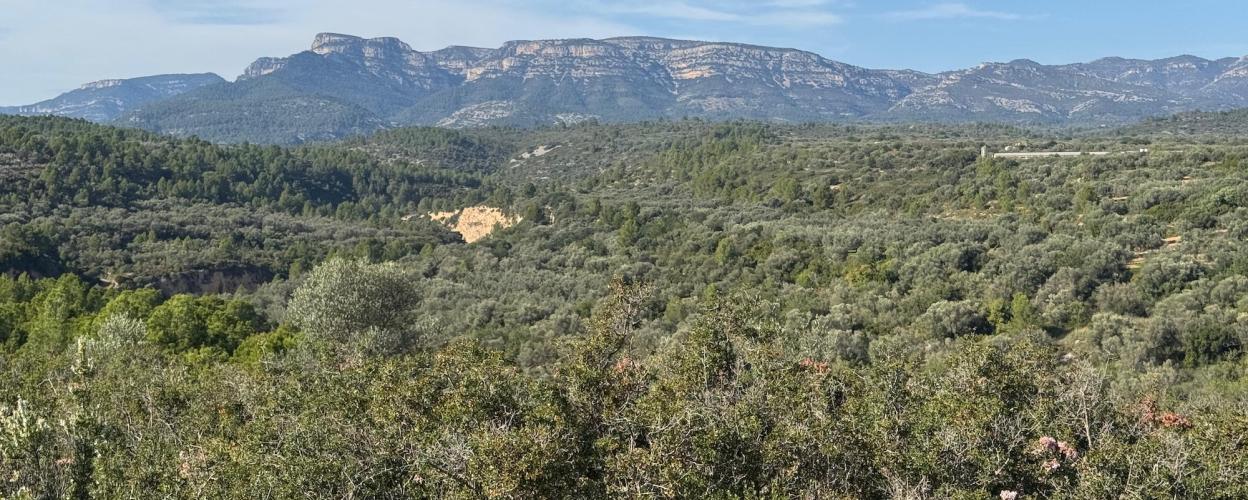 Offroad Spanien Oliven Plantagen Piste