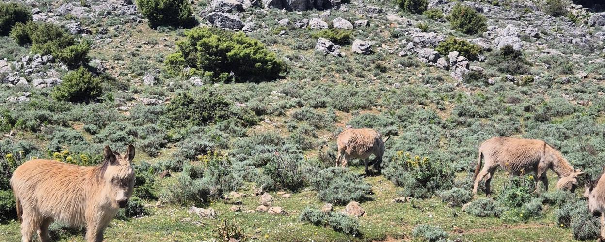 Offroad Italien Am Gigantengrab