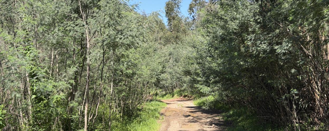 Offroad Portugal Backcountry Pisten bei Silves