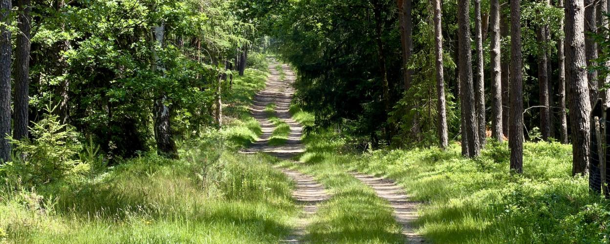 Offroad Deutschland Durch das Waller Holz