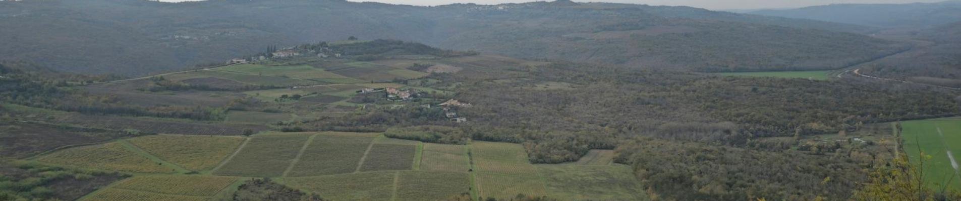 Breathtaking landscape of vineyards and fields near Motovun, Croatia.