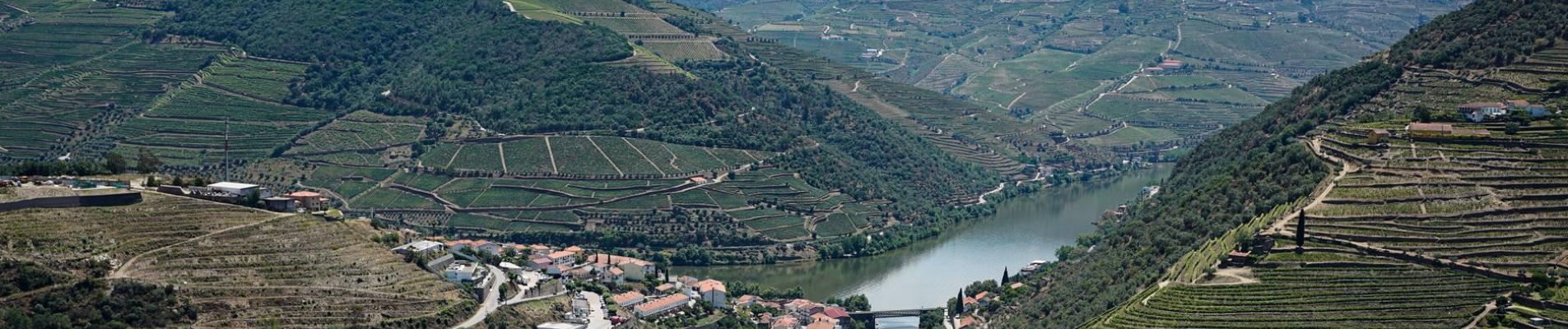 Scenic aerial view of Douro Valley vineyards and river, Portugal's wine region.