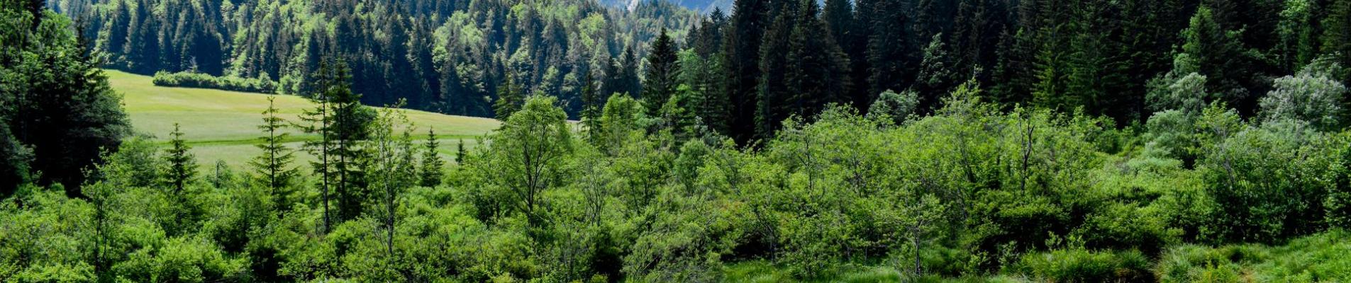 Beautiful view of mountains, forest, and lake with wooden walkway.