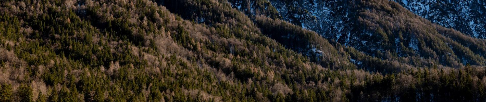 Stunning winter view of Kranjska Gora's mountains and forest.