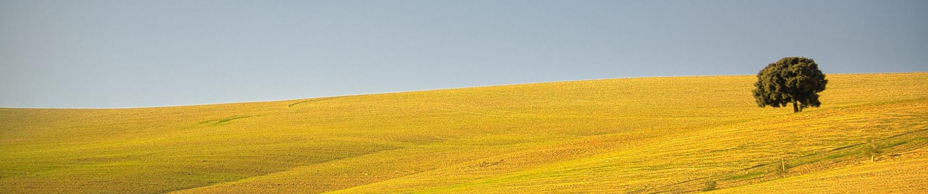 Quiet rural landscape in Spain with a single tree on a rolling hillside. Perfect for nature lovers.