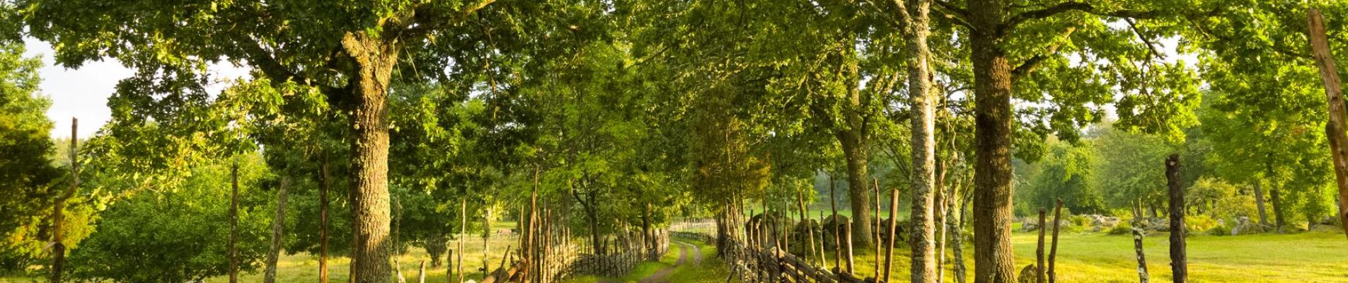 A tranquil countryside path flanked by lush green trees and rustic wooden fences.