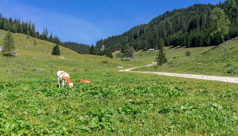 Offroad Slowenien Berg Smrekovec