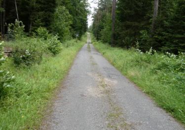 Durch den Lindenhardter Forst und Rotmainquelle