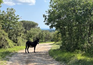 Farmland in Südistrien