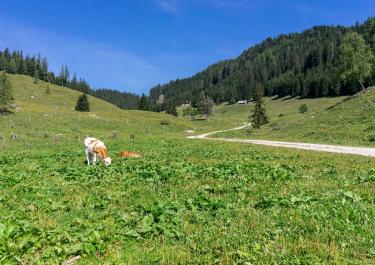 Offroad Slowenien Zum Gipfel des Smrekovec