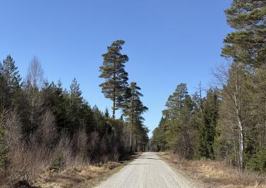 Breite Schotterpiste durch einen Wald