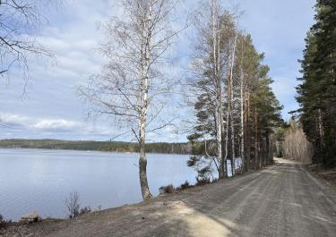 Schotterstraße an einem See, links und rechts stehen Bäume
