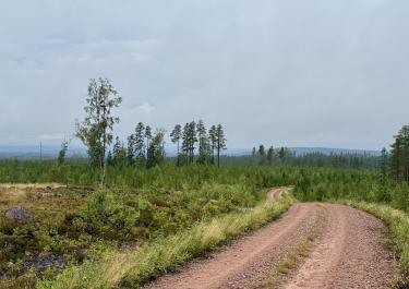 Offroad Schweden Zwischen Venjanssjön und Österdalälven