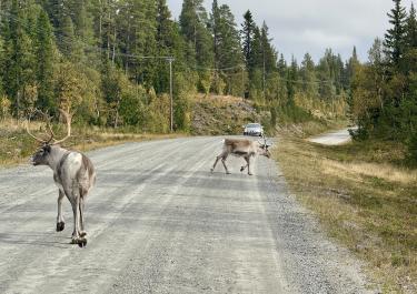 Offroad Schweden Särvsjövägen