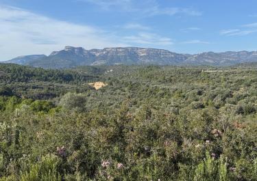 Offroad Spanien Oliven Plantagen Piste