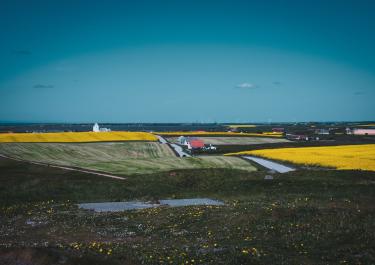 Beautiful Danish landscape with canola fields, church, and coastline in the distance.