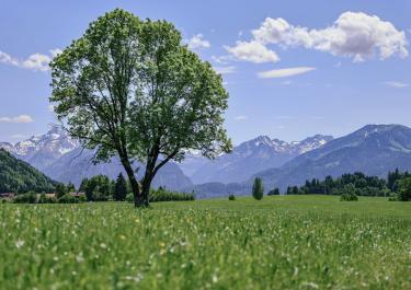 Serene landscape with a solitary tree and mountain backdrop in Bayern, Germany during summer.