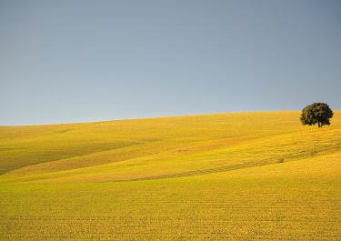 Quiet rural landscape in Spain with a single tree on a rolling hillside. Perfect for nature lovers.