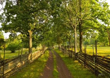 A tranquil countryside path flanked by lush green trees and rustic wooden fences.